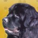 polštář-novofundlandský pes.jpg